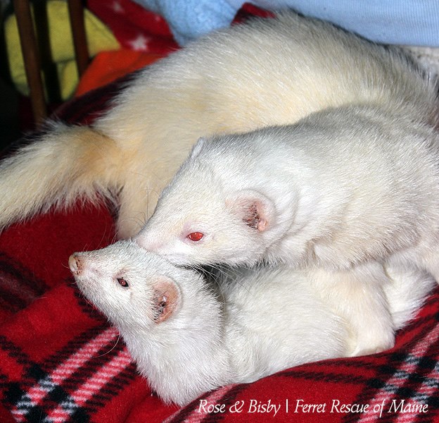 Featured Ferrets:  Rose & Thisby